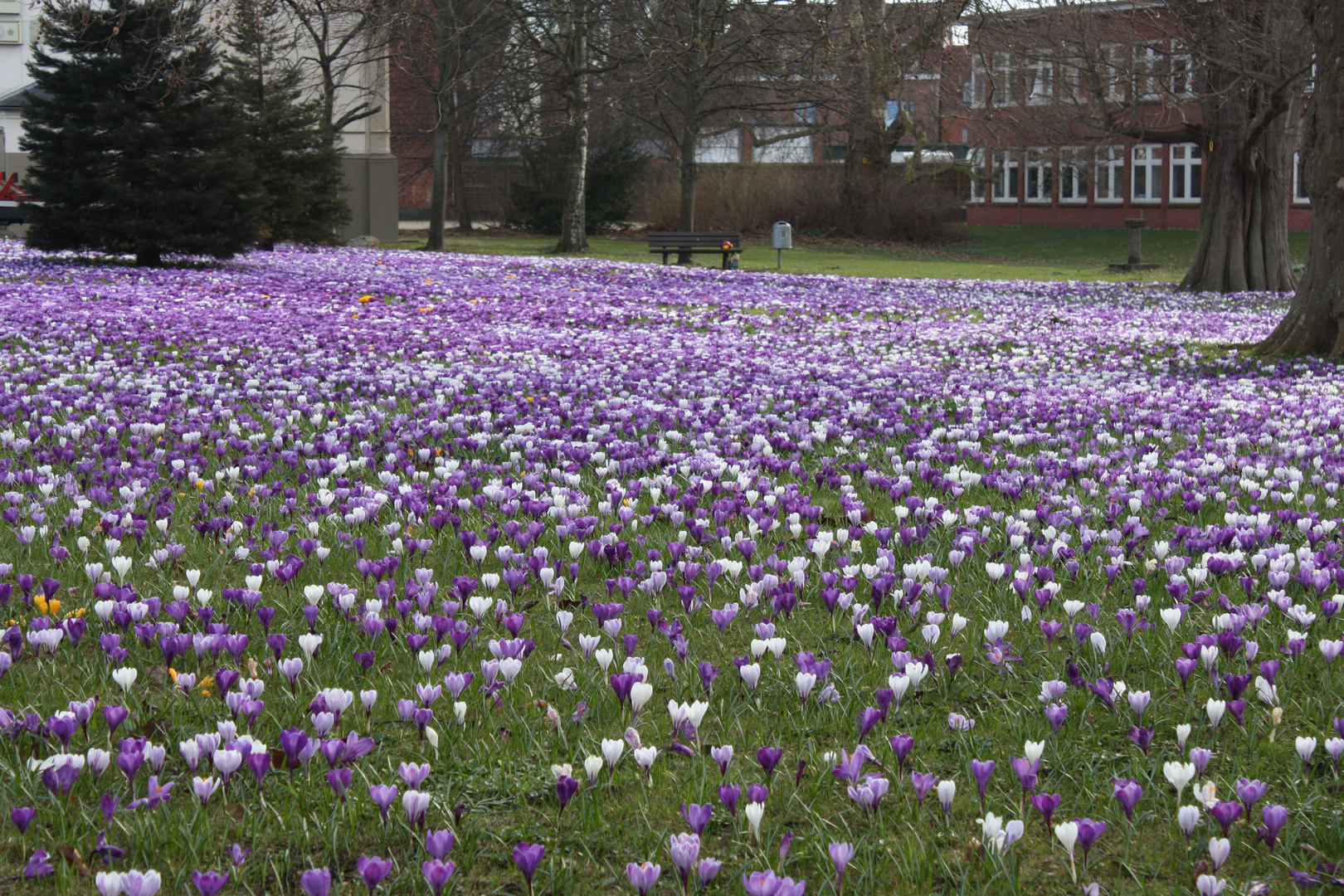 Auch dieses Jahr wieder - Frühling in Neustadt/Holstein