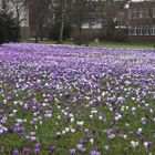 Auch dieses Jahr wieder - Frühling in Neustadt/Holstein