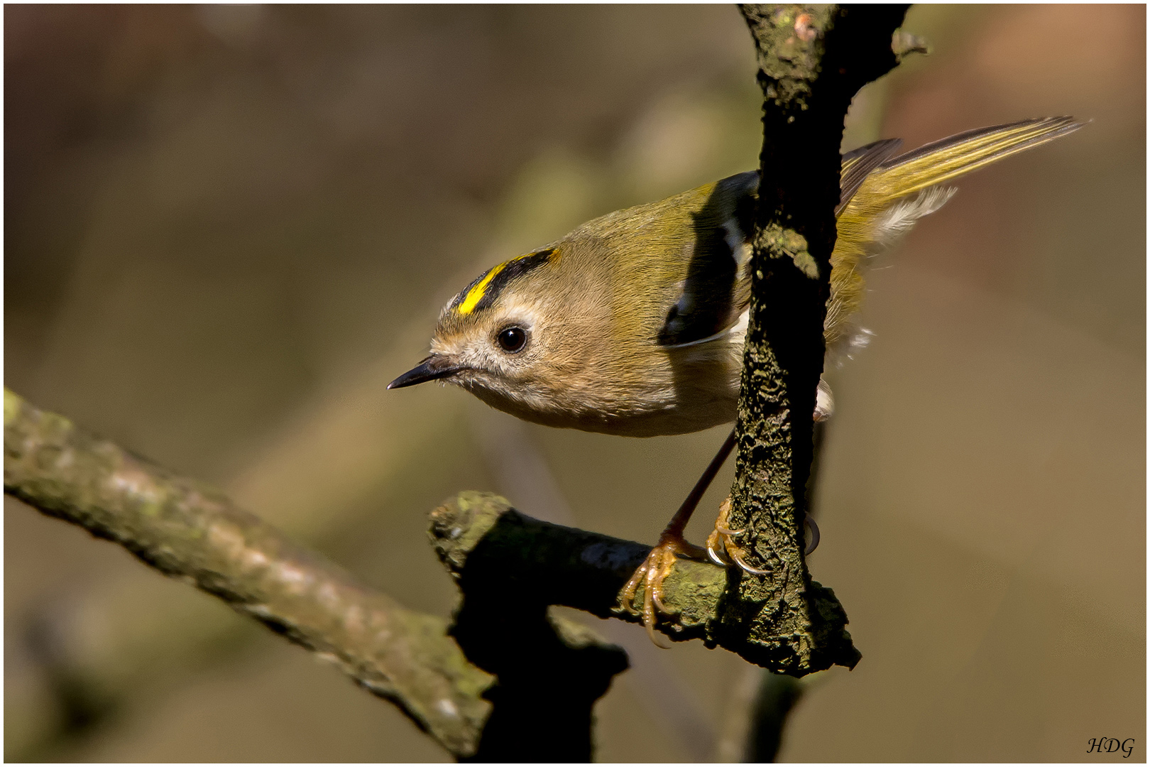 Auch dieses Wintergoldhähnchen ...