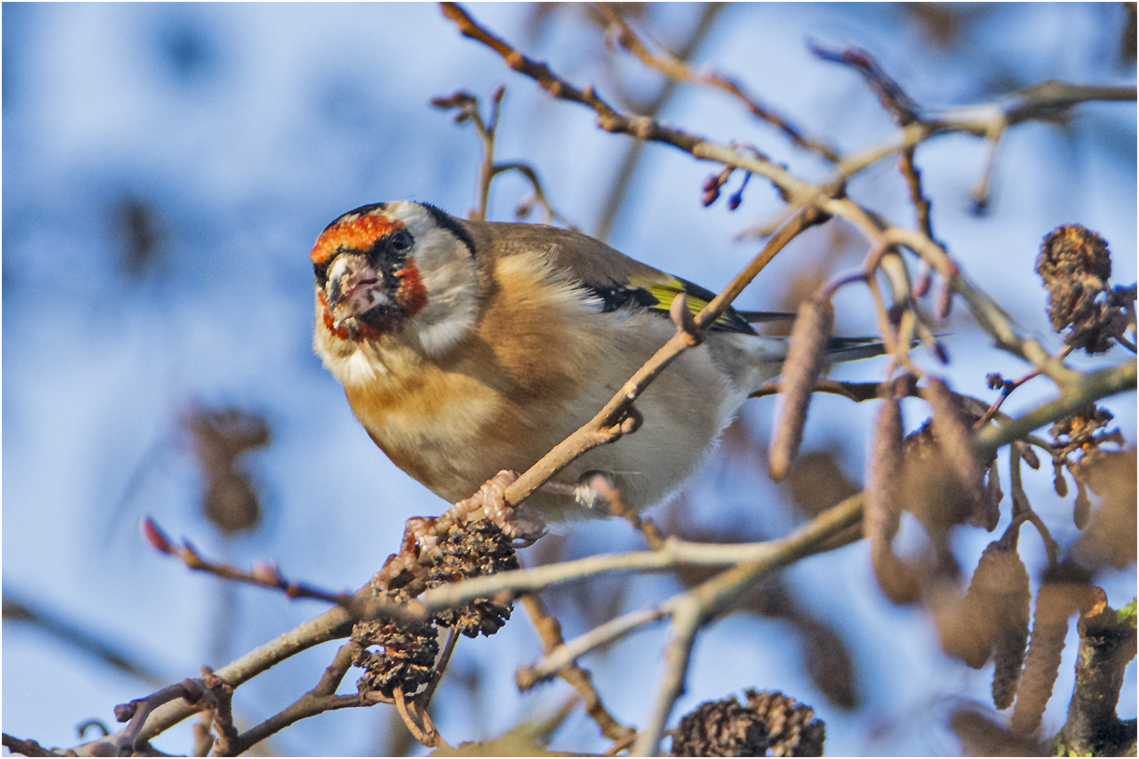 Auch Distelfinken (Carduelis carduelis) . . .