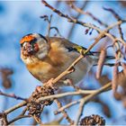 Auch Distelfinken (Carduelis carduelis) . . .