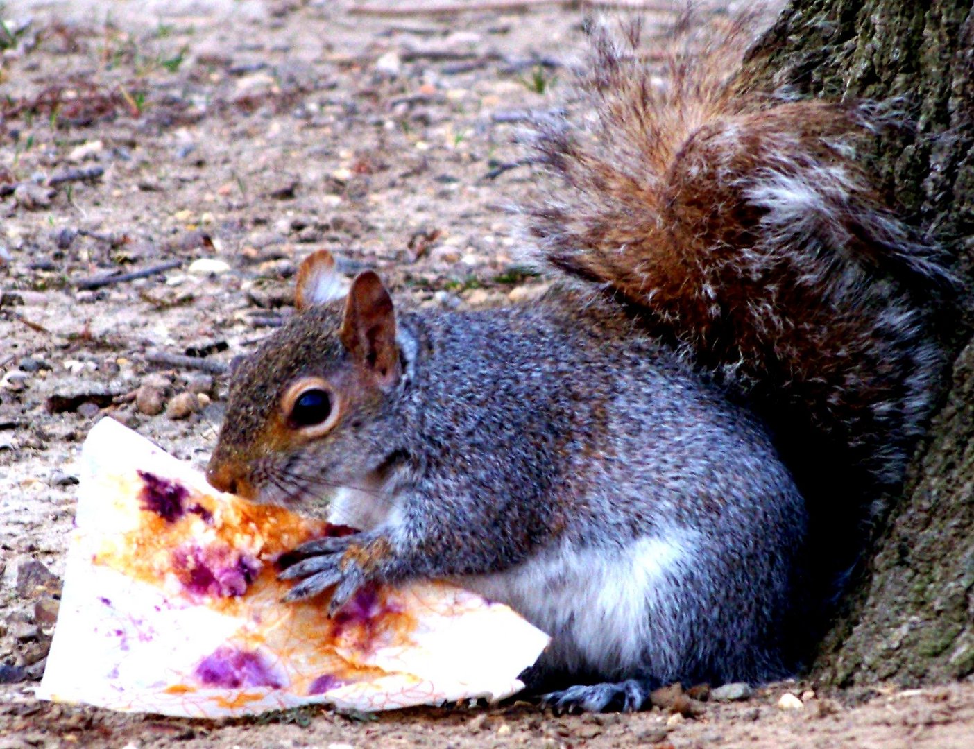 ...auch Eichhörnchen essen gerne bei Mc Donalds!