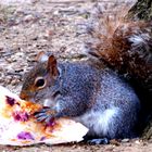 ...auch Eichhörnchen essen gerne bei Mc Donalds!