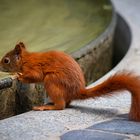 Auch Eichhörnchen haben bei diesen Temperaturen Durst