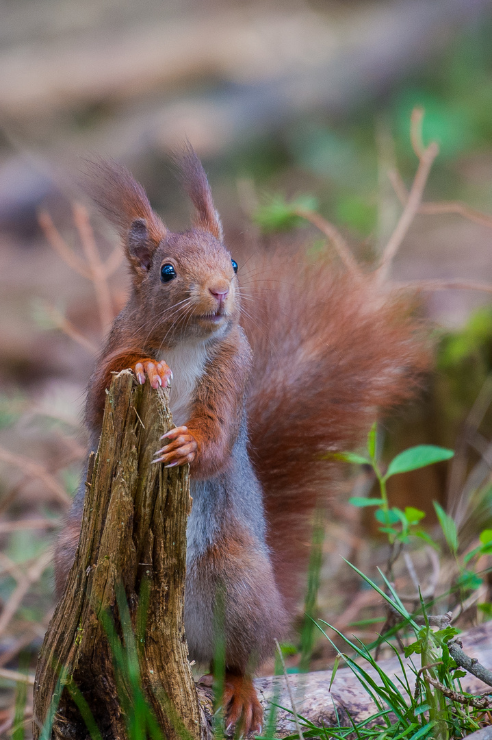 Auch Eichhörnchen haben den Dackelblick drauf.....