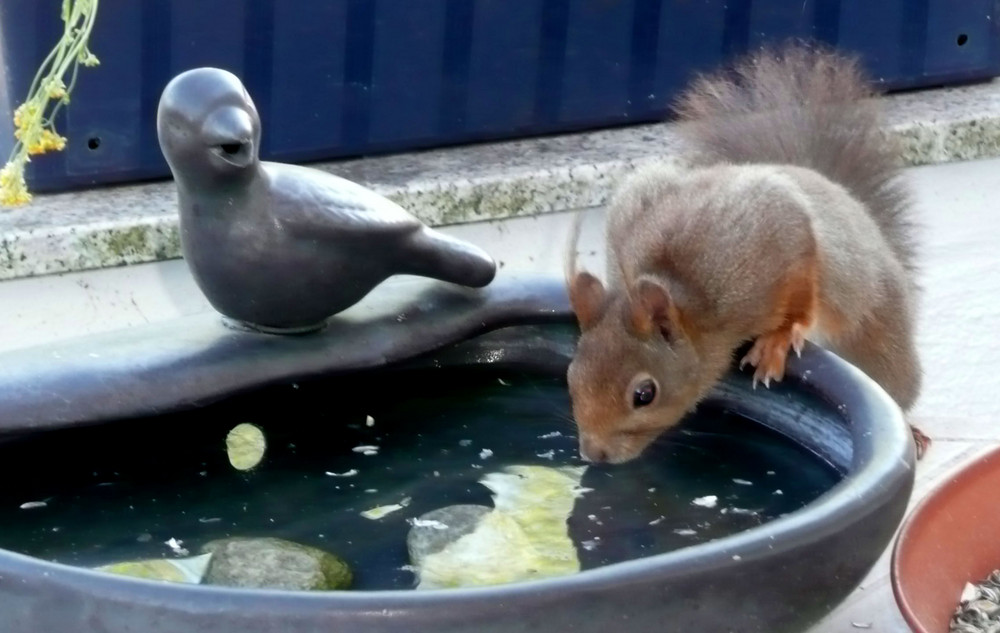 auch Eichhörnchen haben Durst