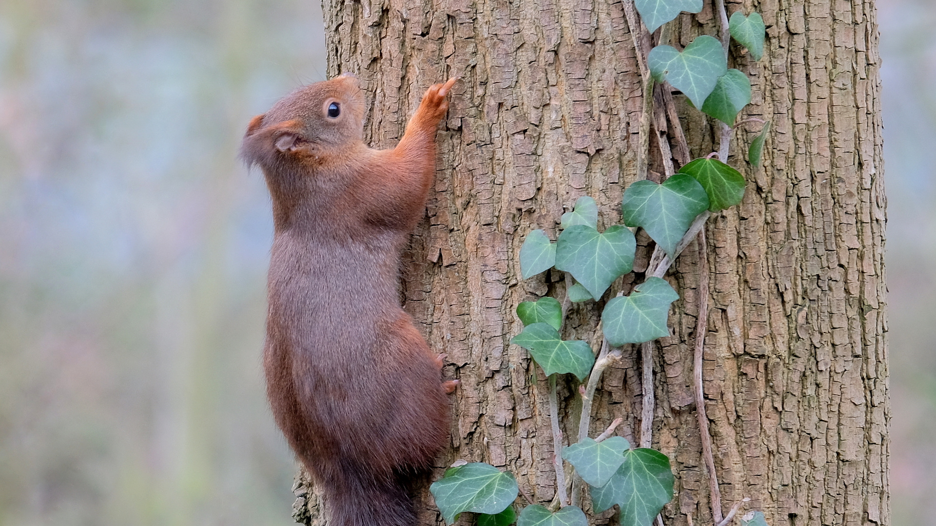 Auch Eichhörnchen haben einen " Stinkefinger" . . .