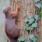 Auch Eichhörnchen haben einen " Stinkefinger" . . .