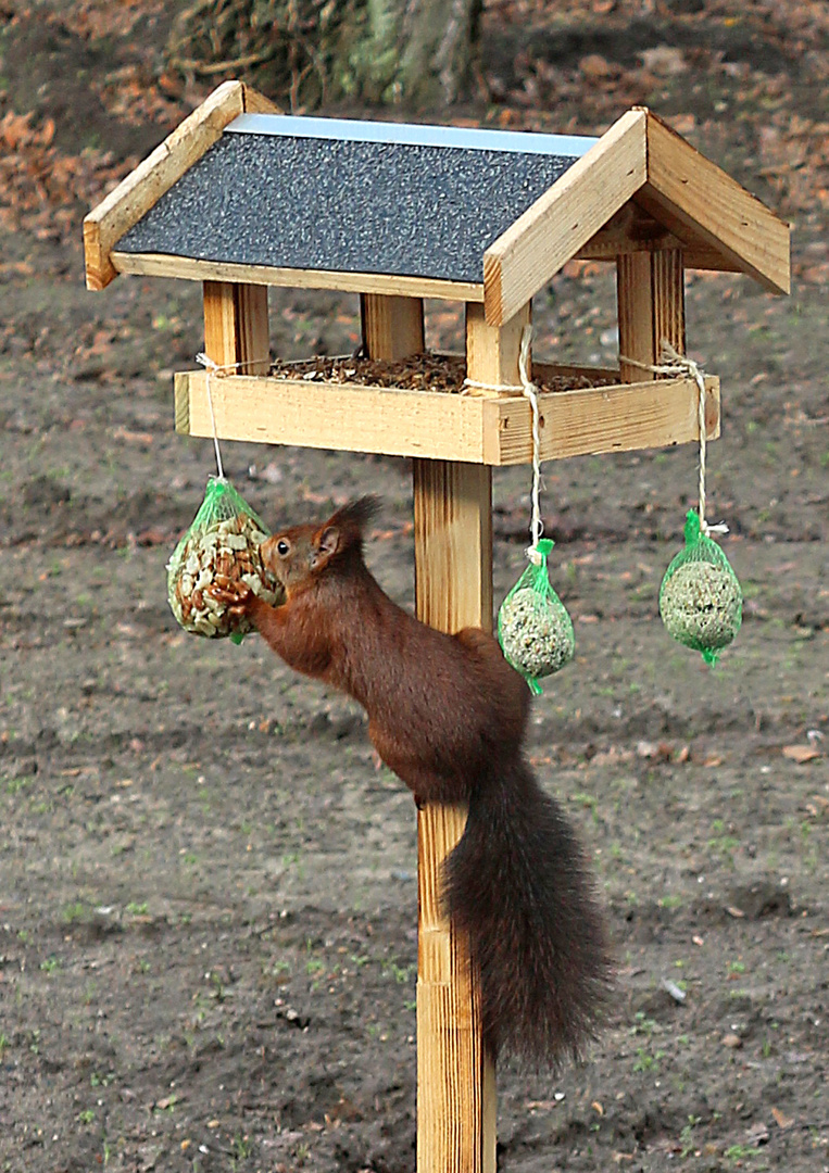 Auch Eichhörnchen lieben Vogelhäuschen