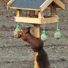 Auch Eichhörnchen lieben Vogelhäuschen