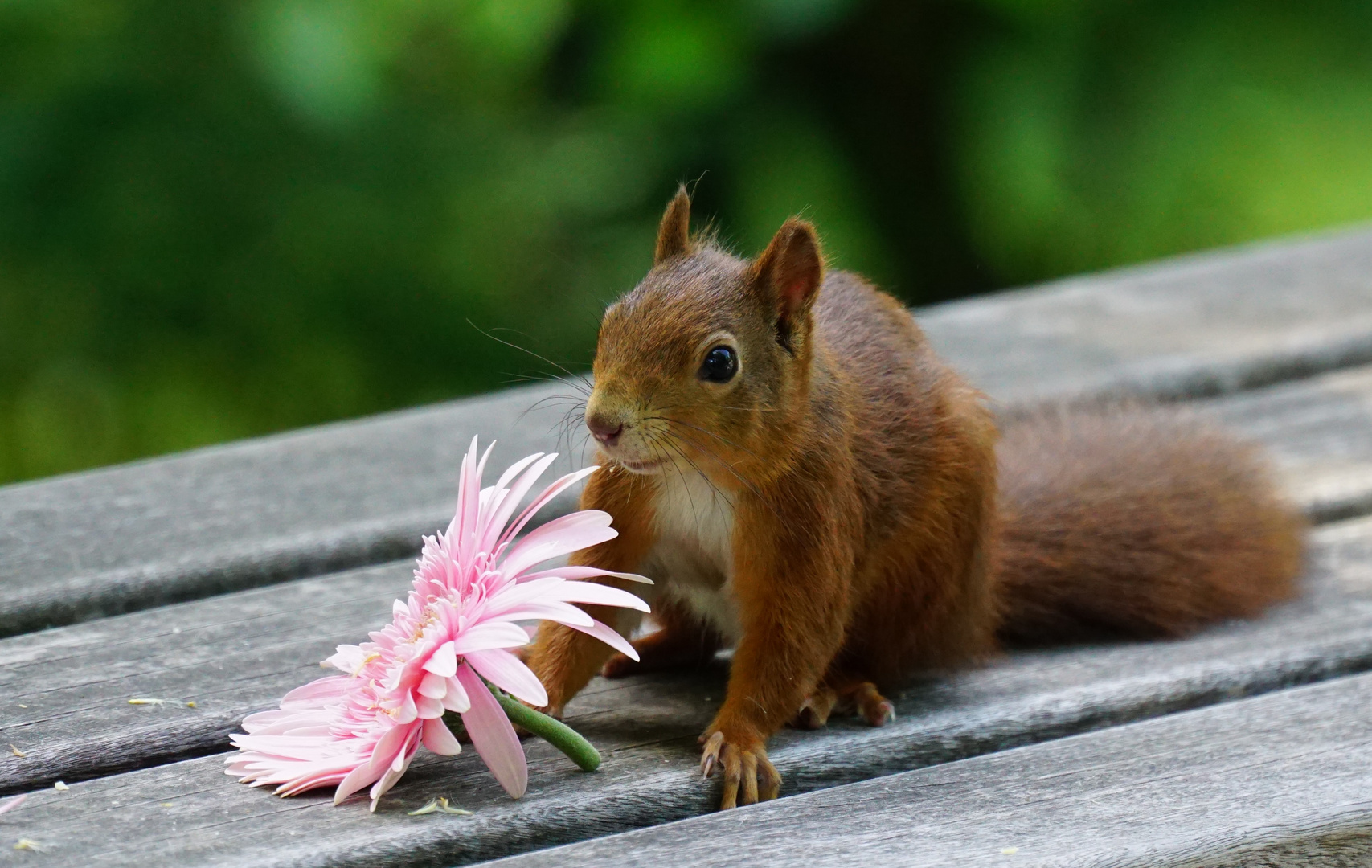 auch Eichhörnchen mögen Blumen