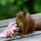 auch Eichhörnchen mögen Blumen