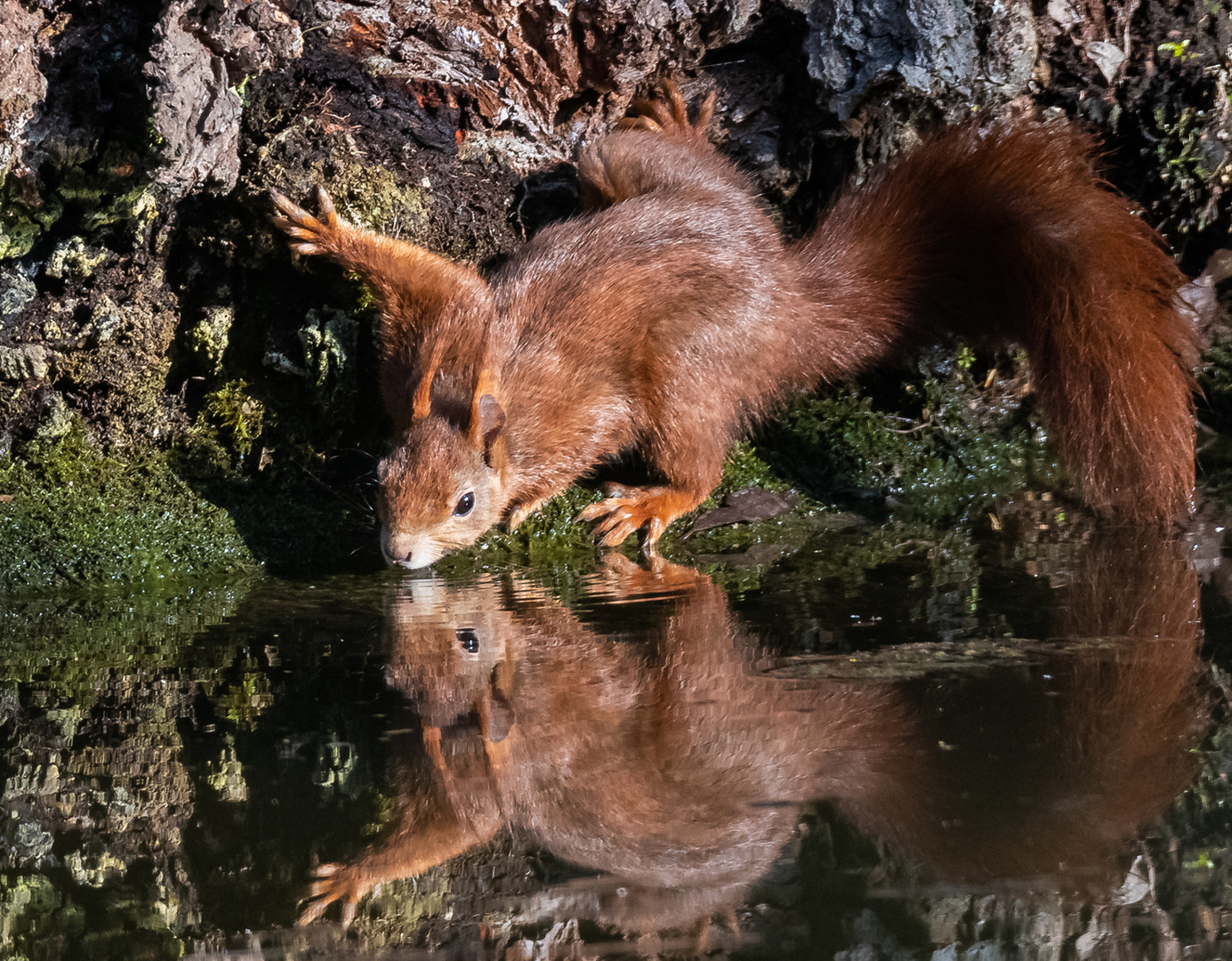 Auch Eichhörnchen müssen trinken.