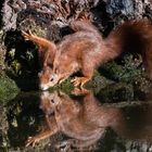 Auch Eichhörnchen müssen trinken.