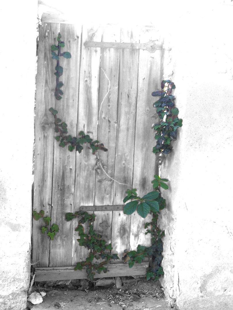 Auch ein alte Tür kann schön aussehen :-)