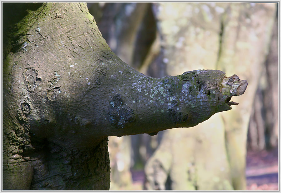 Auch ein alter Baum..