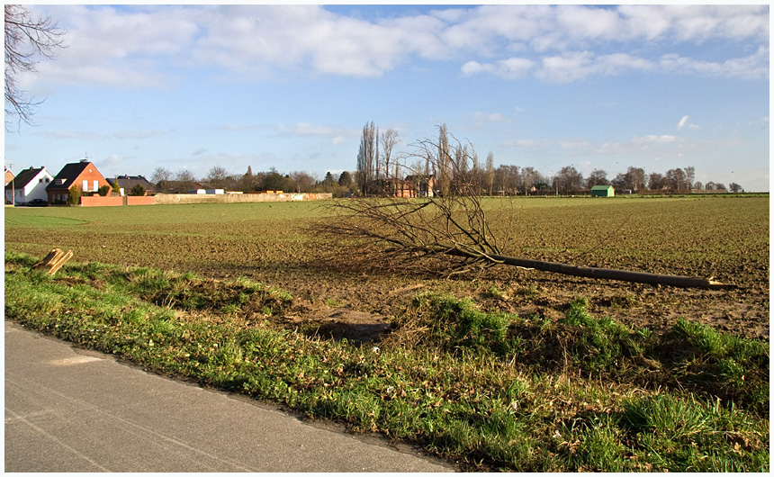 Auch ein Baum