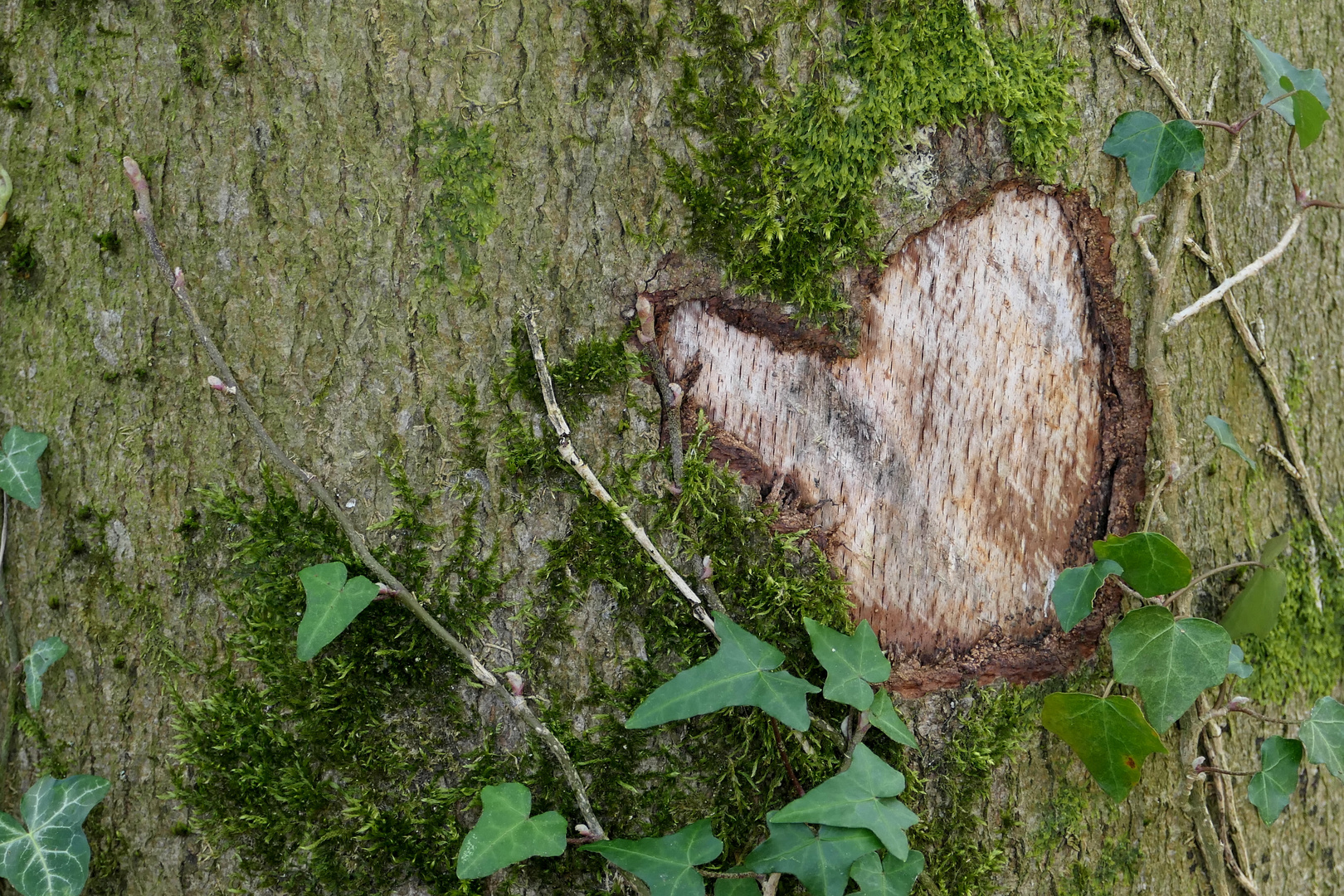 Auch ein Baum hat Herzschmerz