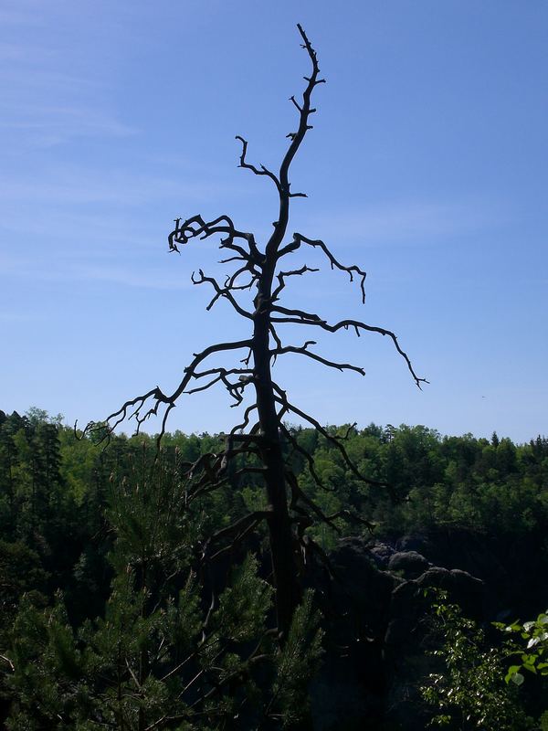 Auch ein Baum muss einmal sterben