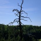 Auch ein Baum muss einmal sterben