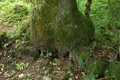 Auch ein Baum muß mal aufs WC