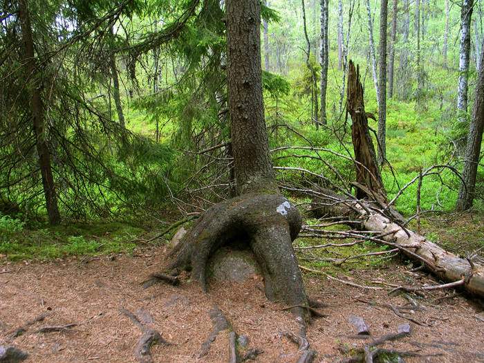 Auch ein Baum muss sich mal stetzen um in Ruhe nachzudenken...