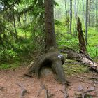 Auch ein Baum muss sich mal stetzen um in Ruhe nachzudenken...