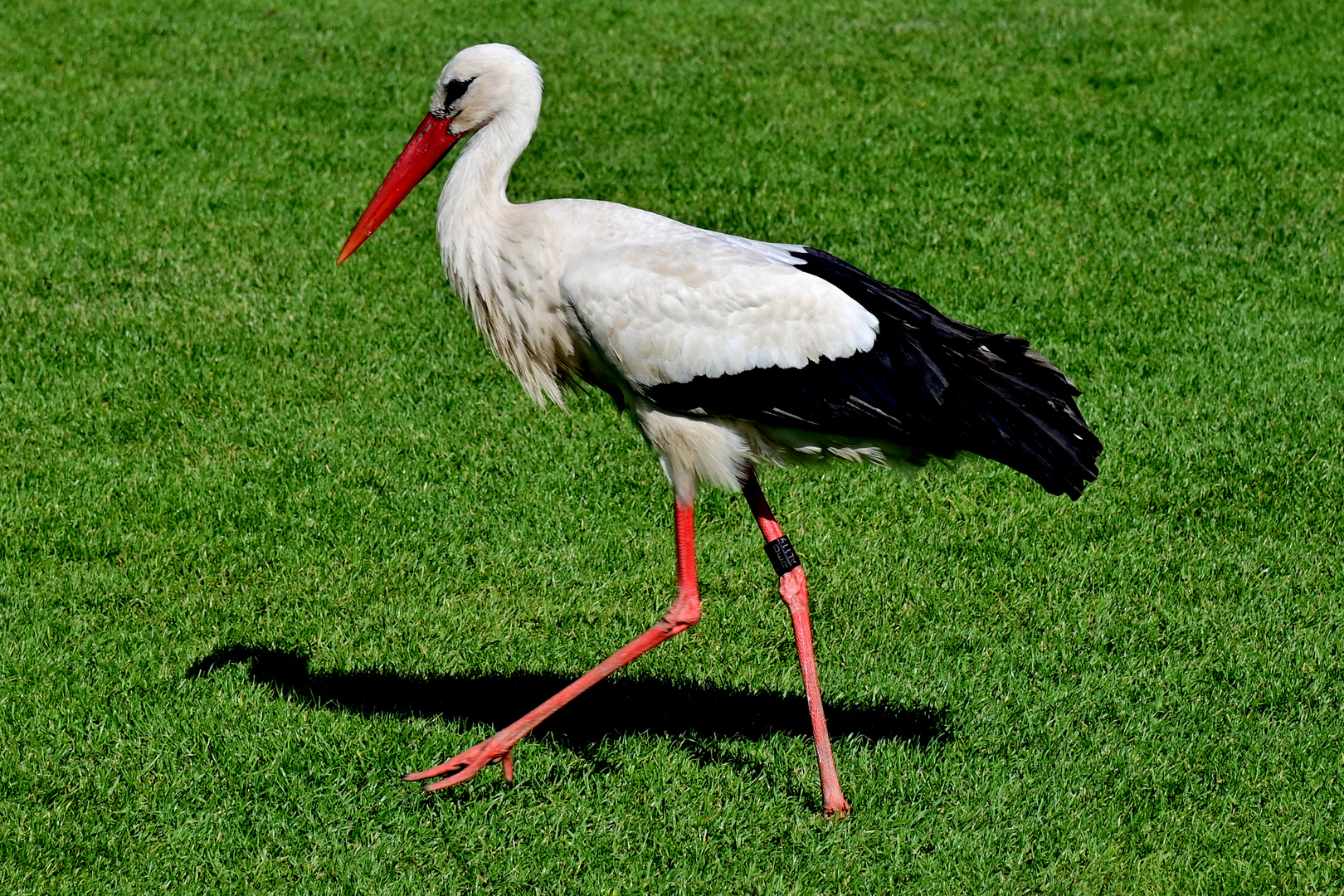 Auch ein Besucher der BUGA 23