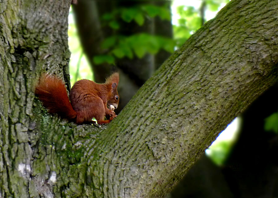 Auch ein Besucher