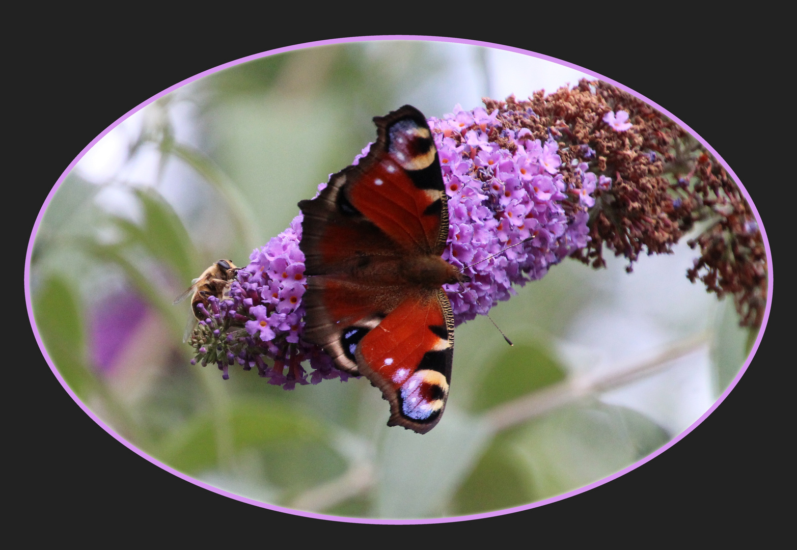 auch ein Bienchen ist dabei ... 