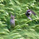 Auch ein blinder Spatz findet mal ein Korn