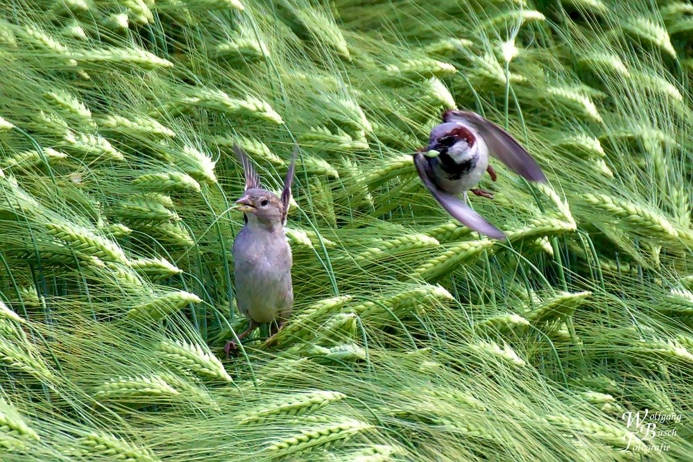 Auch ein blinder Spatz findet mal ein Korn