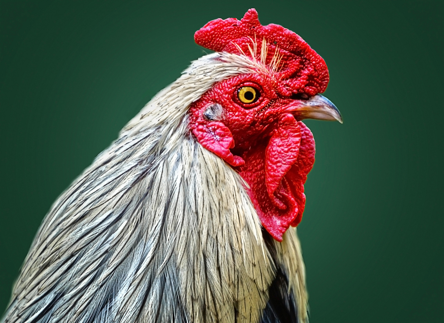 Auch Ein Blindes Huhn Foto Bild Tiere Zoo Wildpark Falknerei Vogel Bilder Auf Fotocommunity
