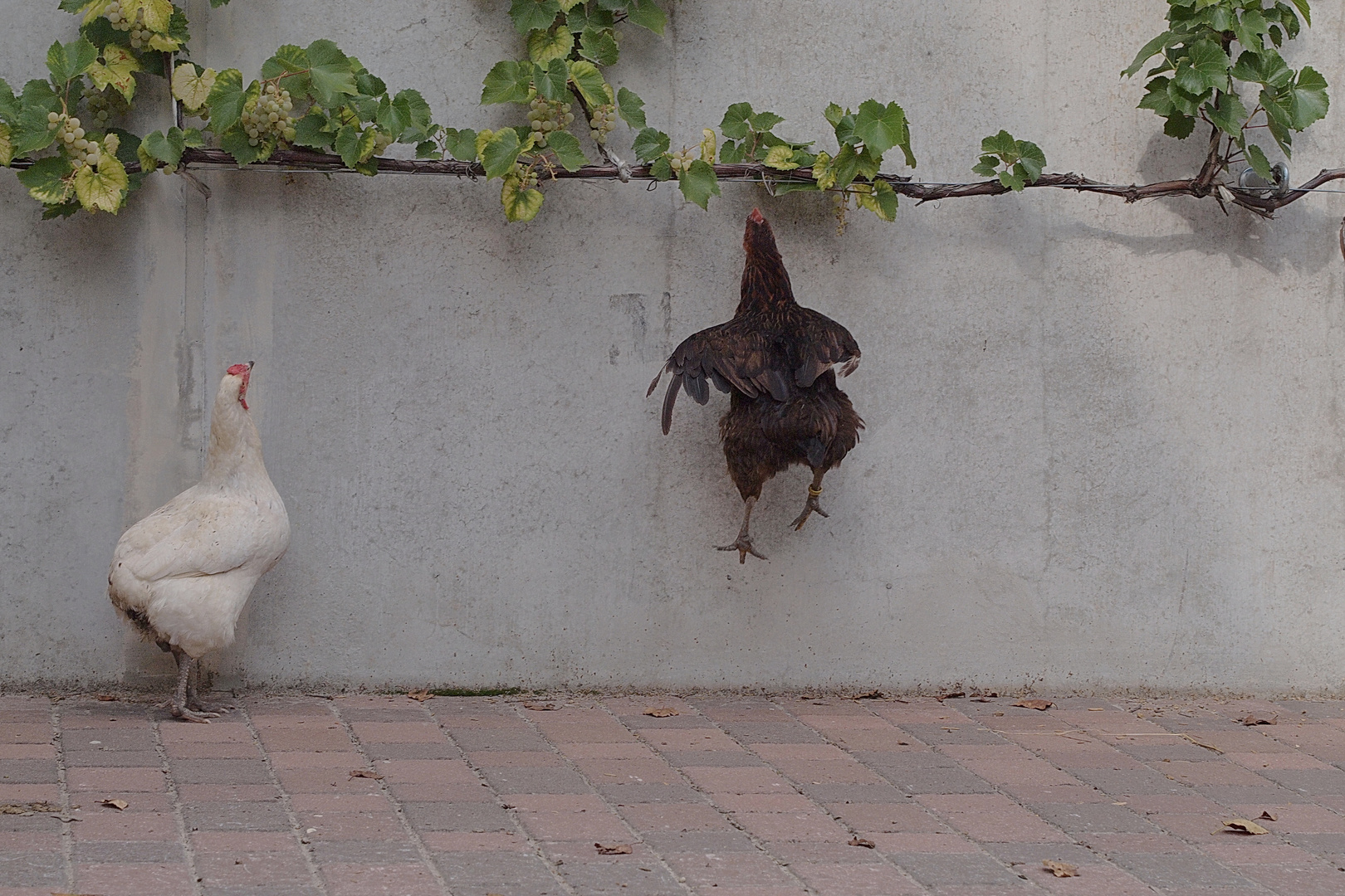 Auch ein blindes Huhn findet mal eine Traube.......