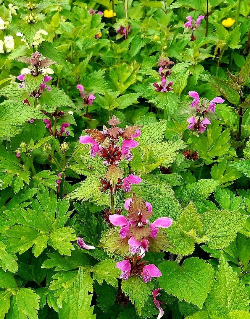 auch ein Blümchen