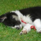 Auch ein Bordercollie braucht mal eine Pause!