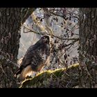 ...auch ein Bussard braucht mal ein Päusle