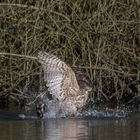 Auch ein Bussard geht mal baden