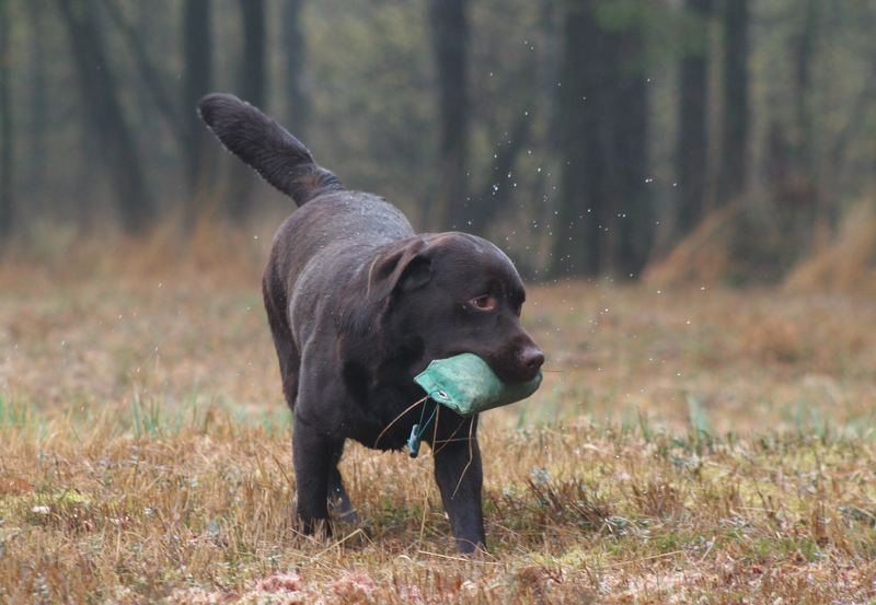 Auch ein "dicker" Labrador kann arbeiten!!!