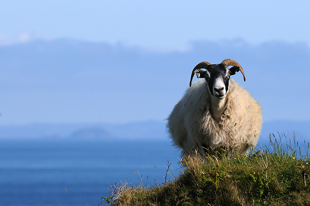 Auch ein echter Schotte (Isle of Skye)