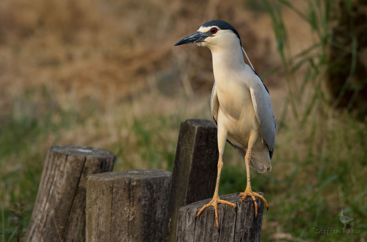 Auch ein echtes Wildlife-Mitbringsel