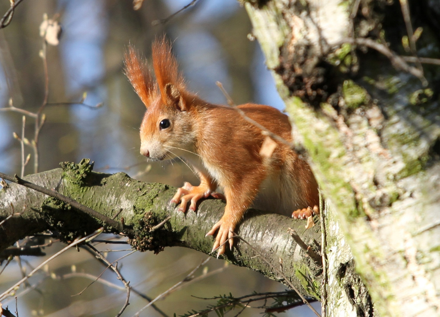 Auch ein Eichhörnchen genießt die ersten warmen Sonnenstrahlen im Frühjahr