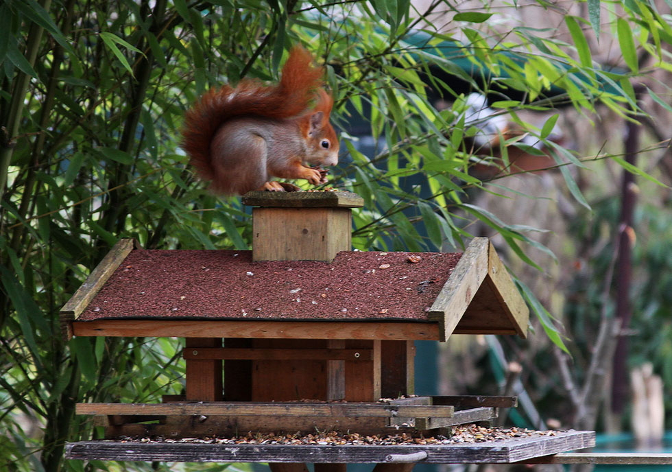 auch ein Eichhörnchen hat Hunger