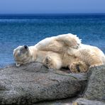 Auch ein Eisbär braucht seinen Schlaf