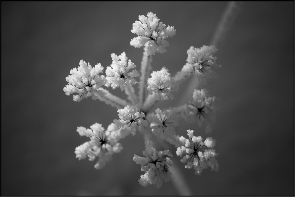 ... auch ein "Eisblume" ...