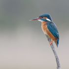 auch ein Eisvogel :-) 