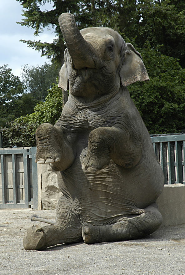 Auch ein Elefant kann "Männchen" machen