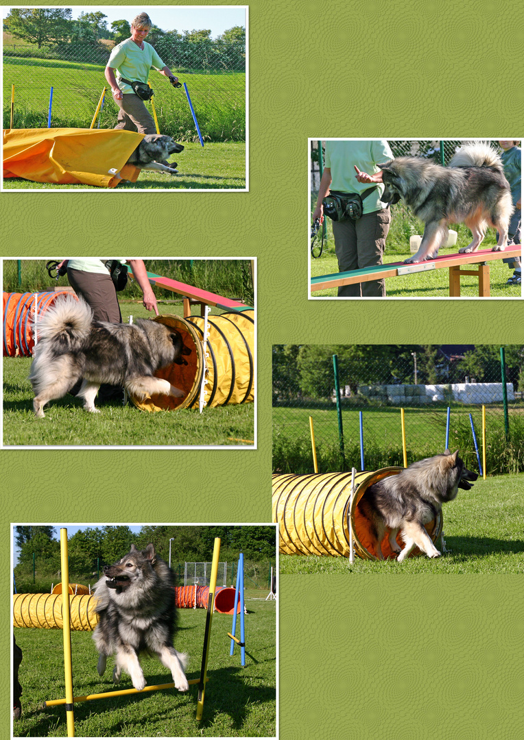 Auch ein Eurasier kann sportlich sein!