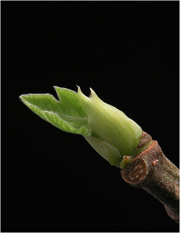 ... auch ein Feigenbaum fängt mal klein an