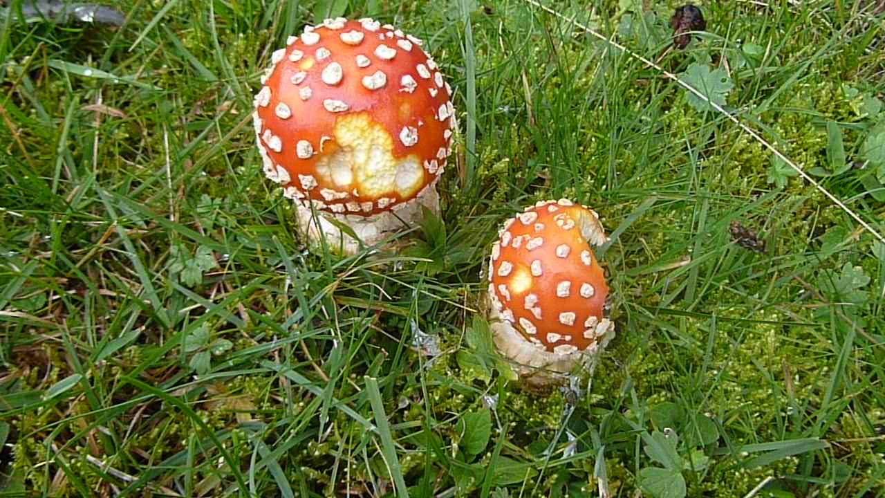 Auch ein Fliegenpilz scheint lecker zu schmecken!